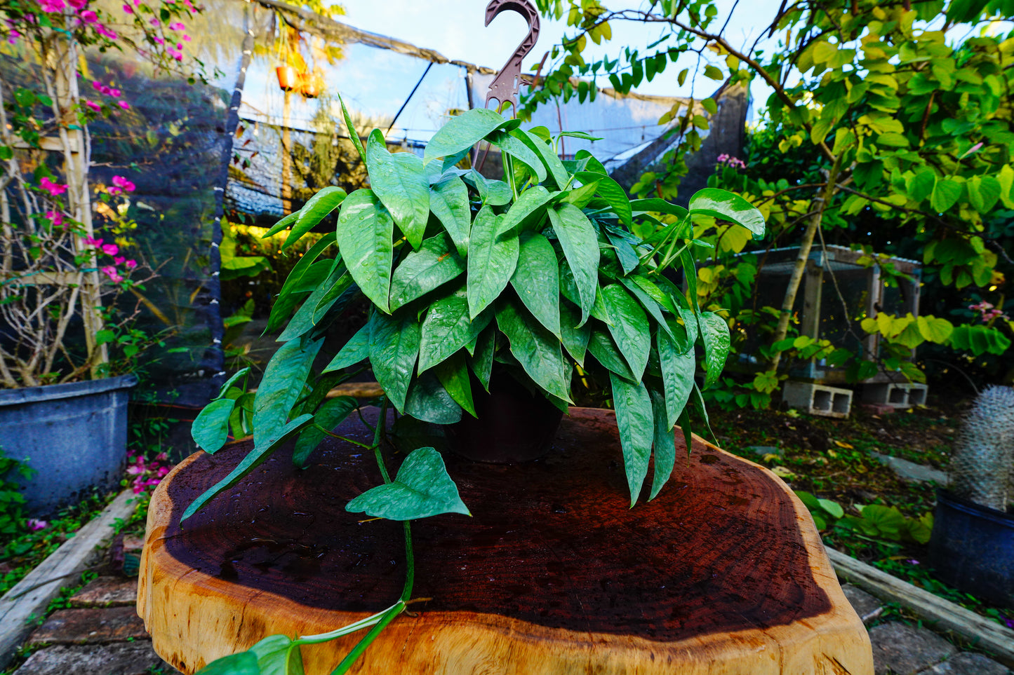 Cebu Blue Hanging Basket