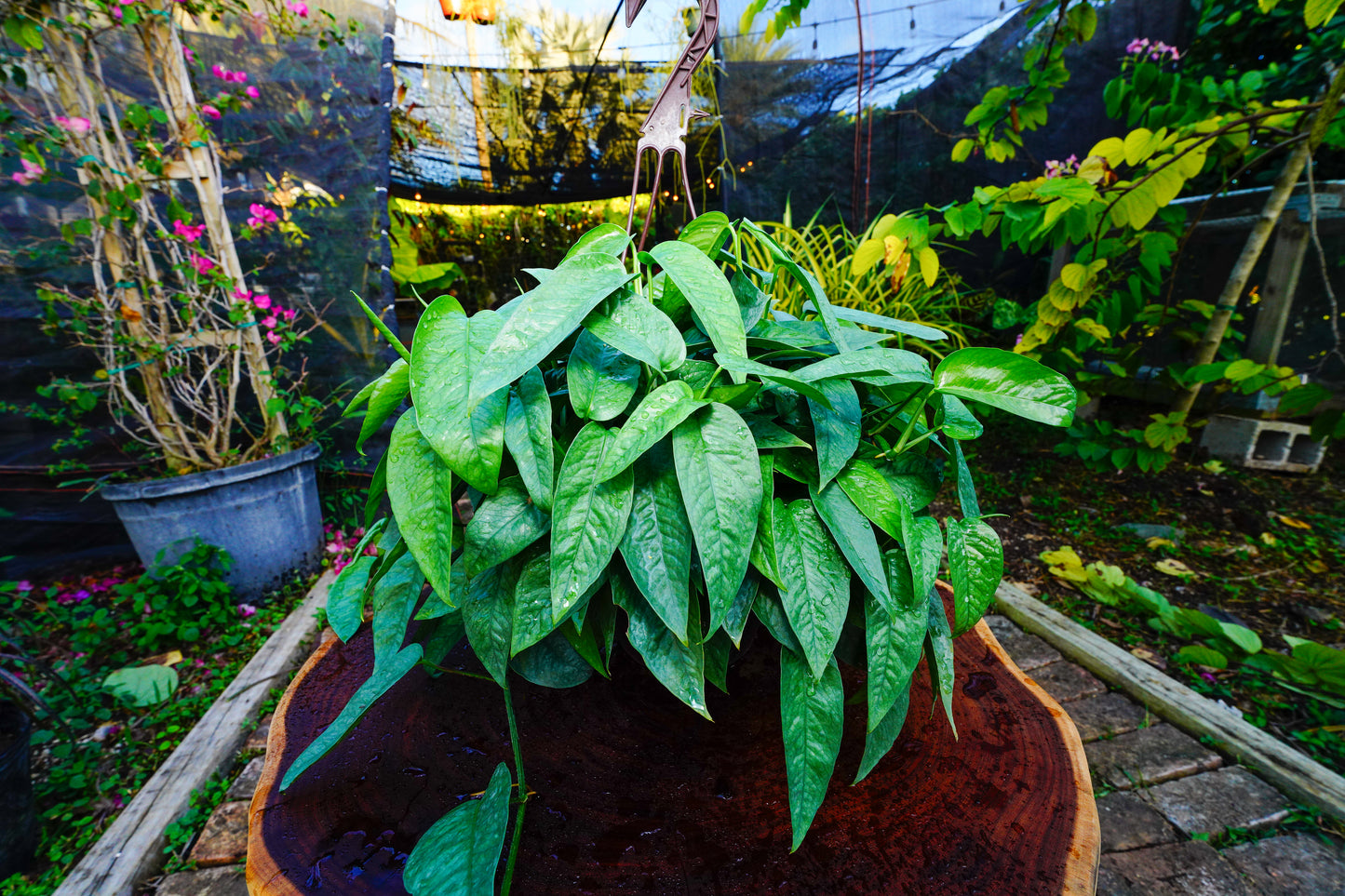 Cebu Blue Hanging Basket