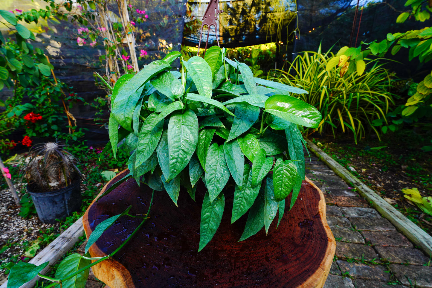 Cebu Blue Hanging Basket