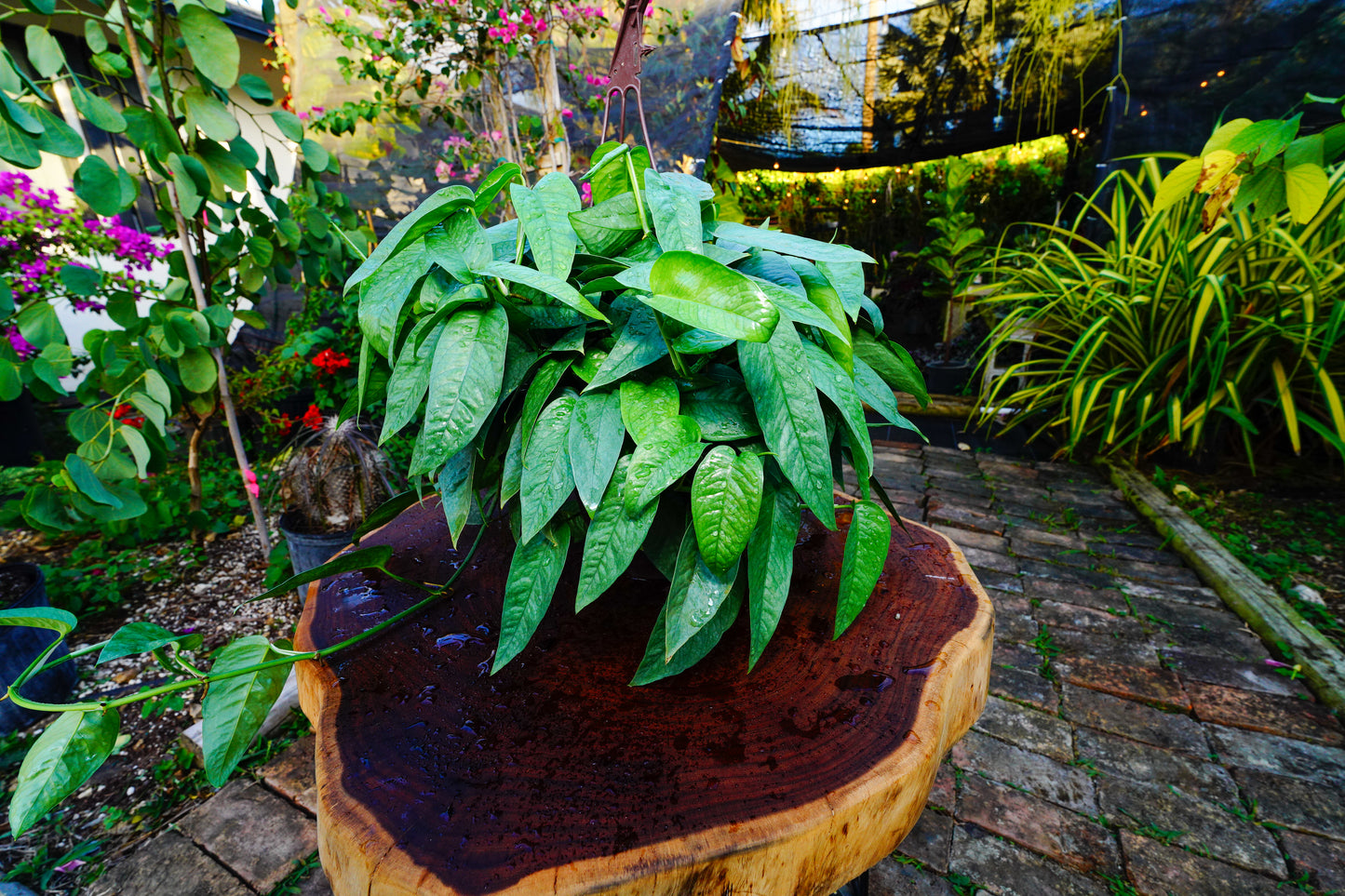 Cebu Blue Hanging Basket