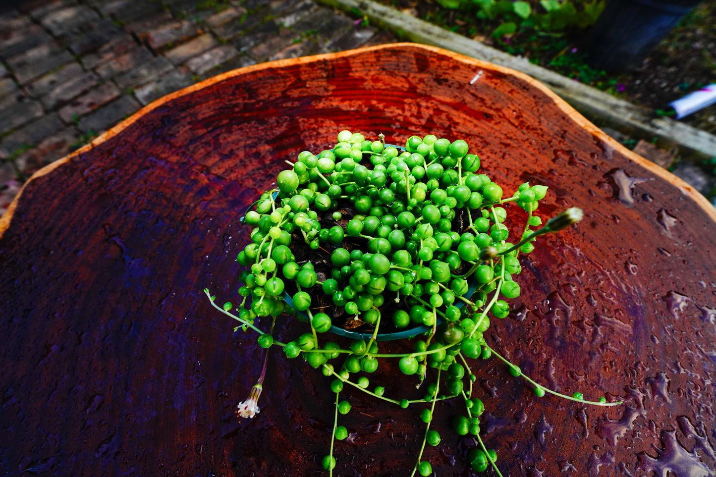 String of Pearls & Turtles Combo Pack