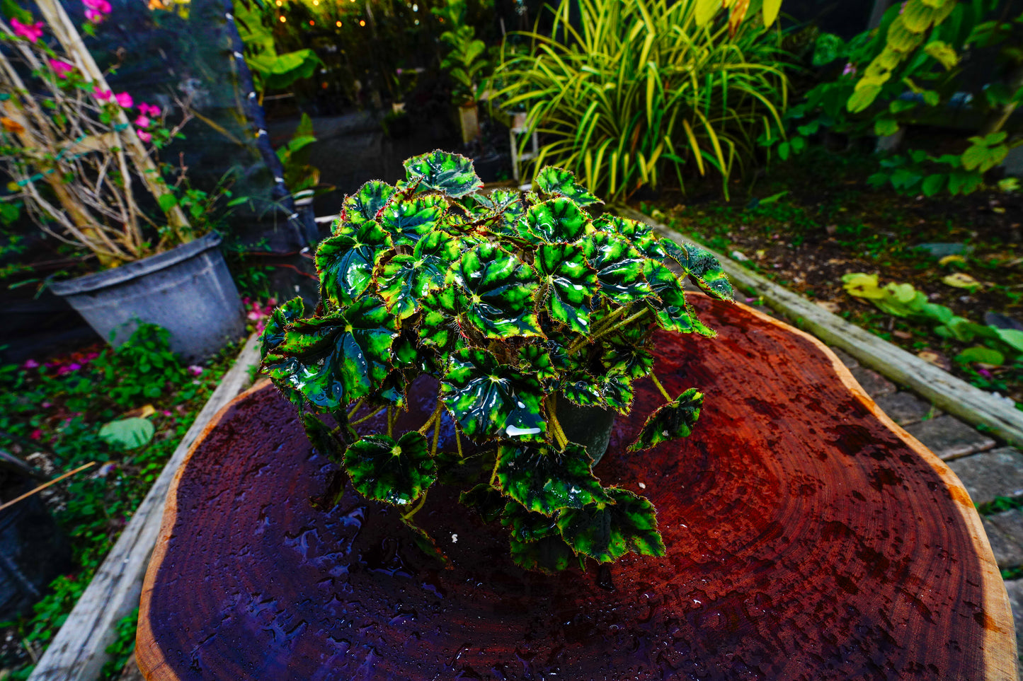 Begonia Nigromarga 6" pot