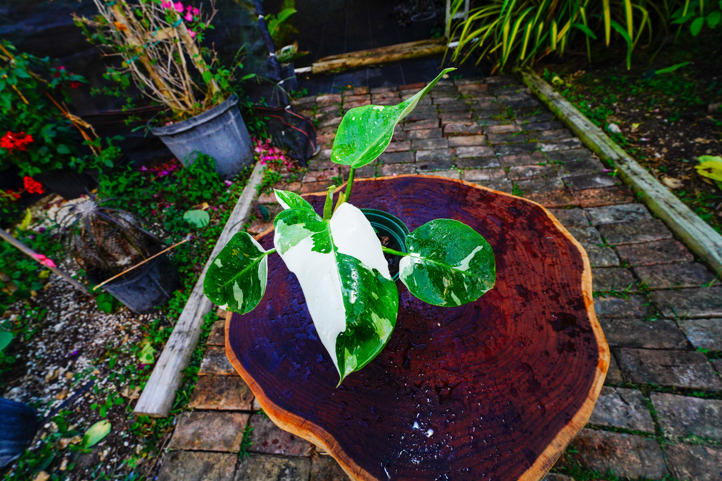 Large Philodendron White Princess 6" Pot