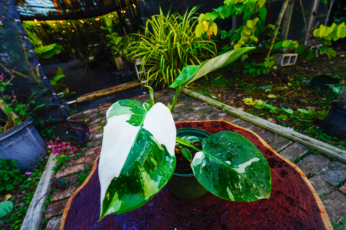 Large Philodendron White Princess 6" Pot