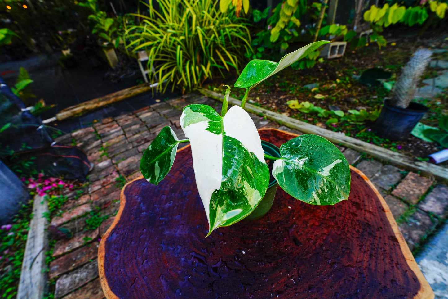 Large Philodendron White Princess 6" Pot