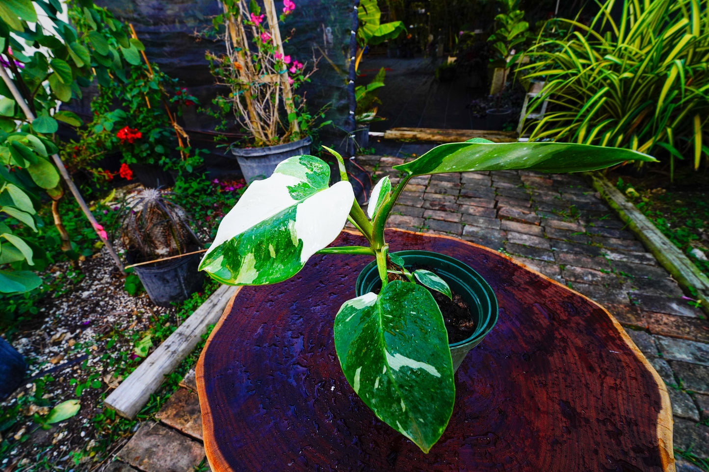 Large Philodendron White Princess 6" Pot