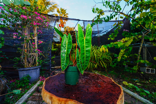 Philodendron Billietiae 6" Pot