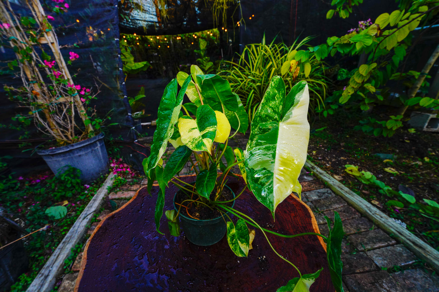 Philodendron Burle Marx variegated