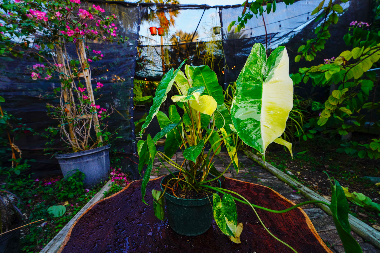 Philodendron Burle Marx variegated