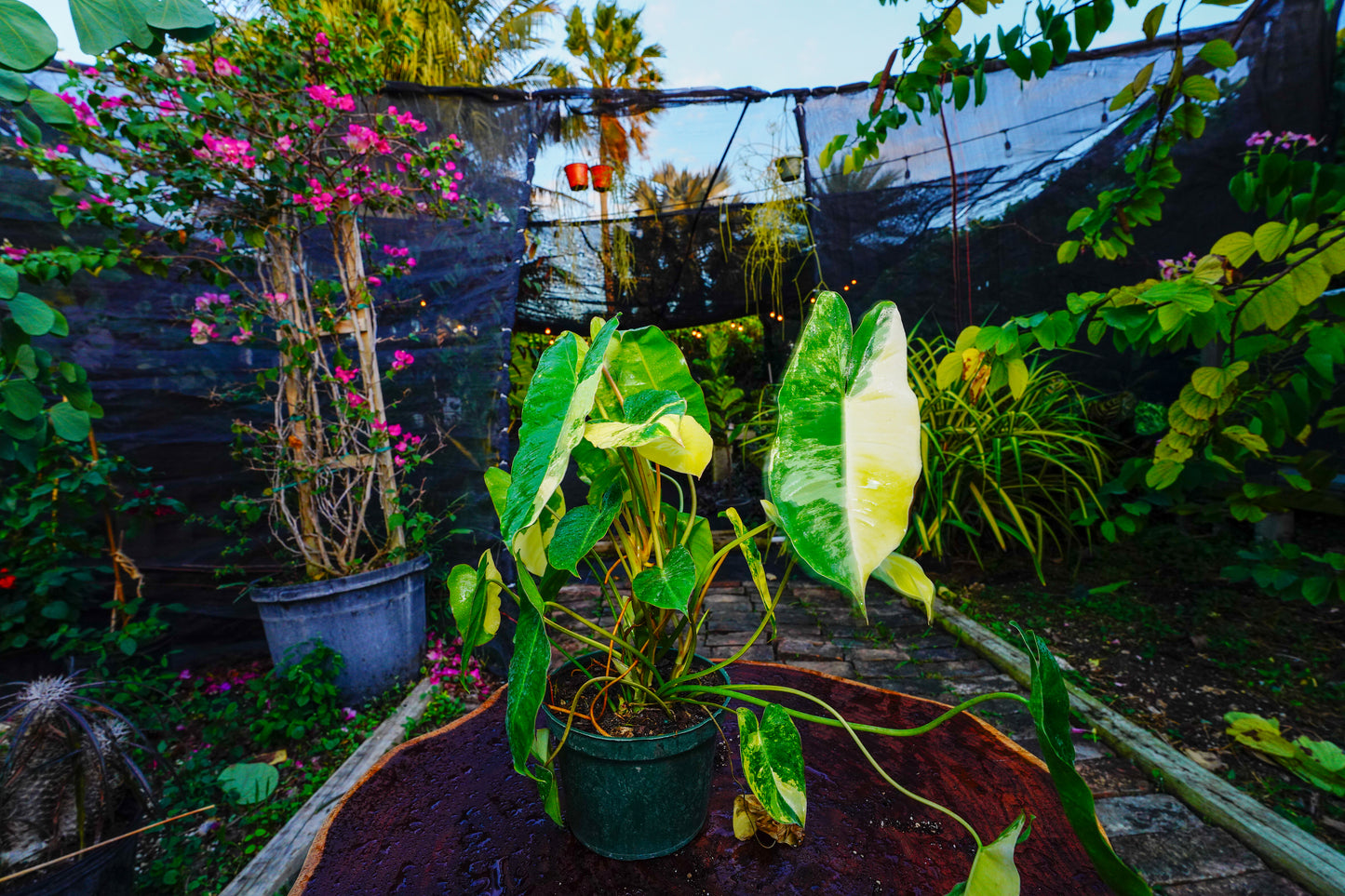 Philodendron Burle Marx variegated