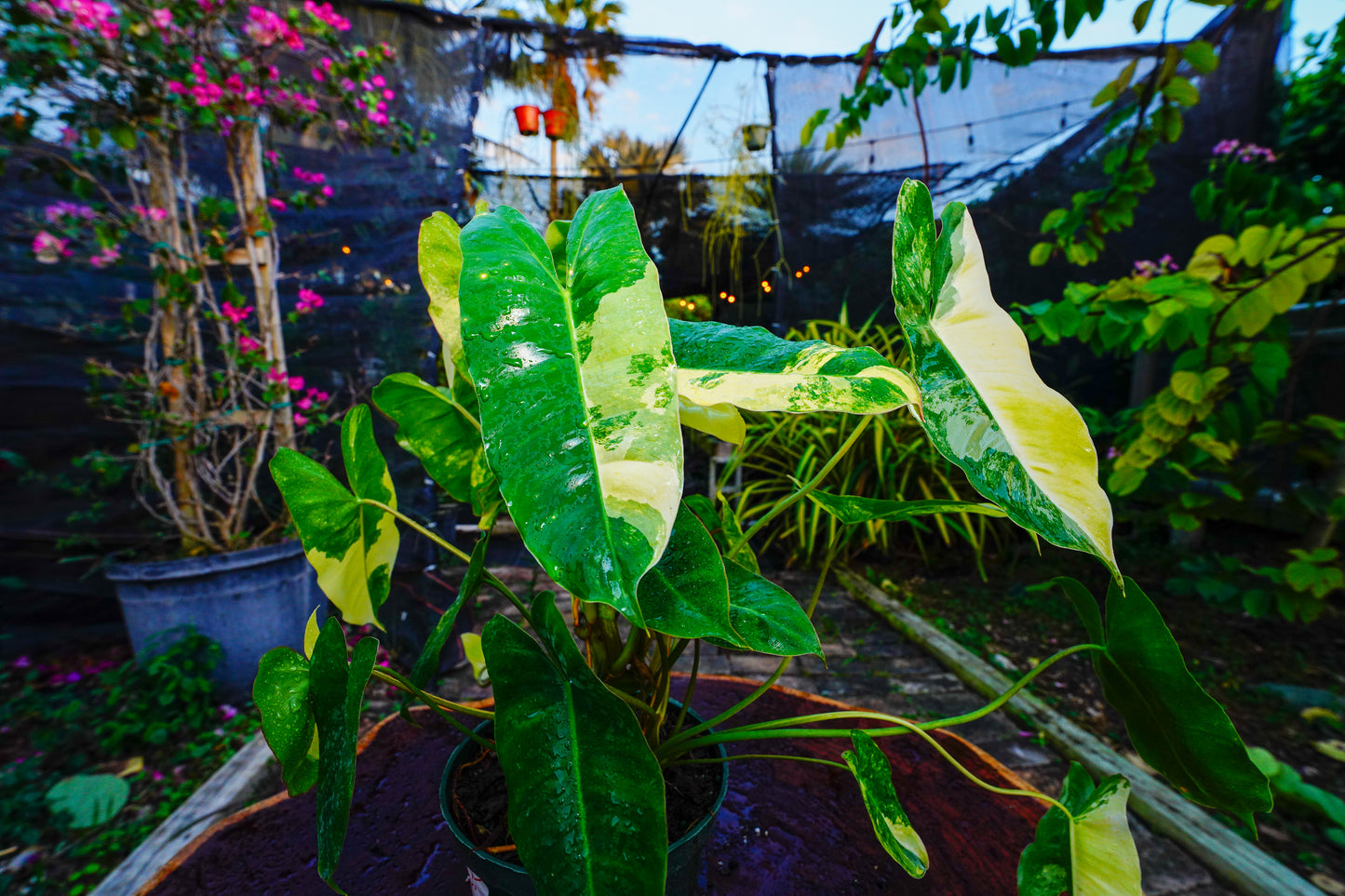 Philodendron Burle Marx variegated