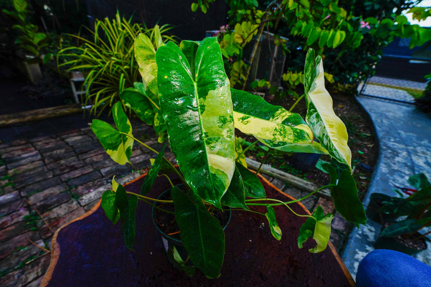 Philodendron Burle Marx variegated