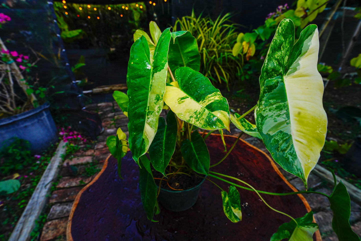 Philodendron Burle Marx variegated