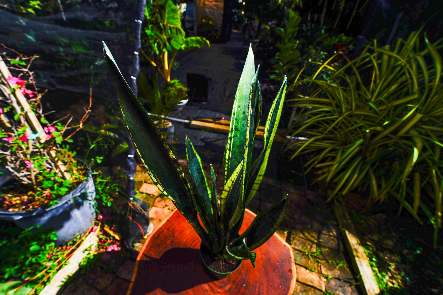 Large Sansevieria