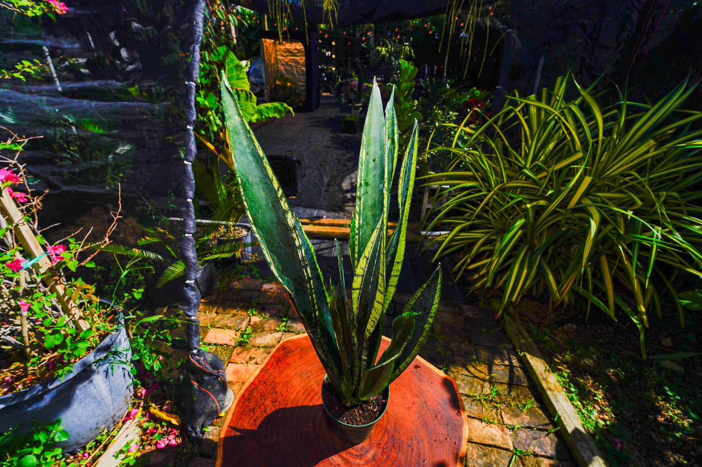 Large Sansevieria