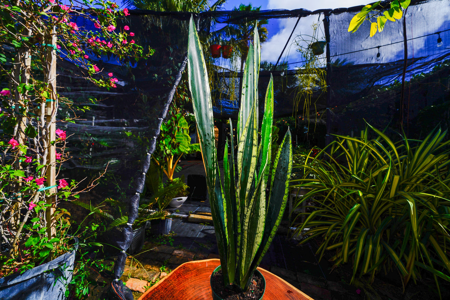 Large Sansevieria