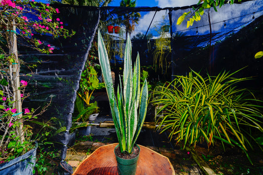 Large Sansevieria