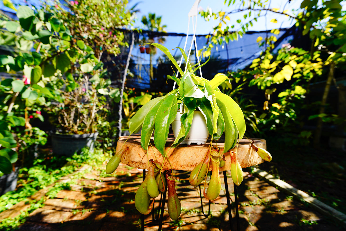 Large Pitcher Plant Nepenthes spp Hanging Basket