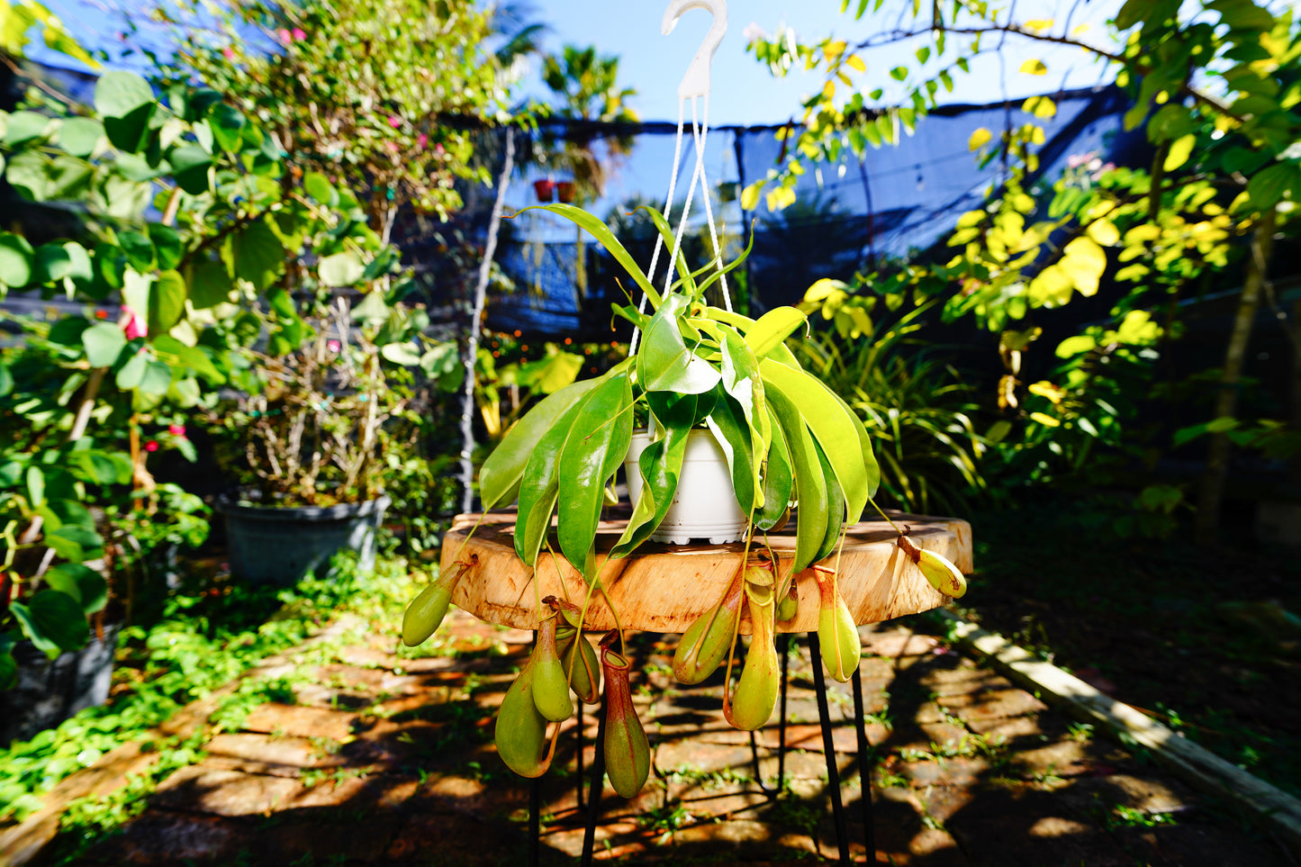 Large Pitcher Plant Nepenthes spp Hanging Basket