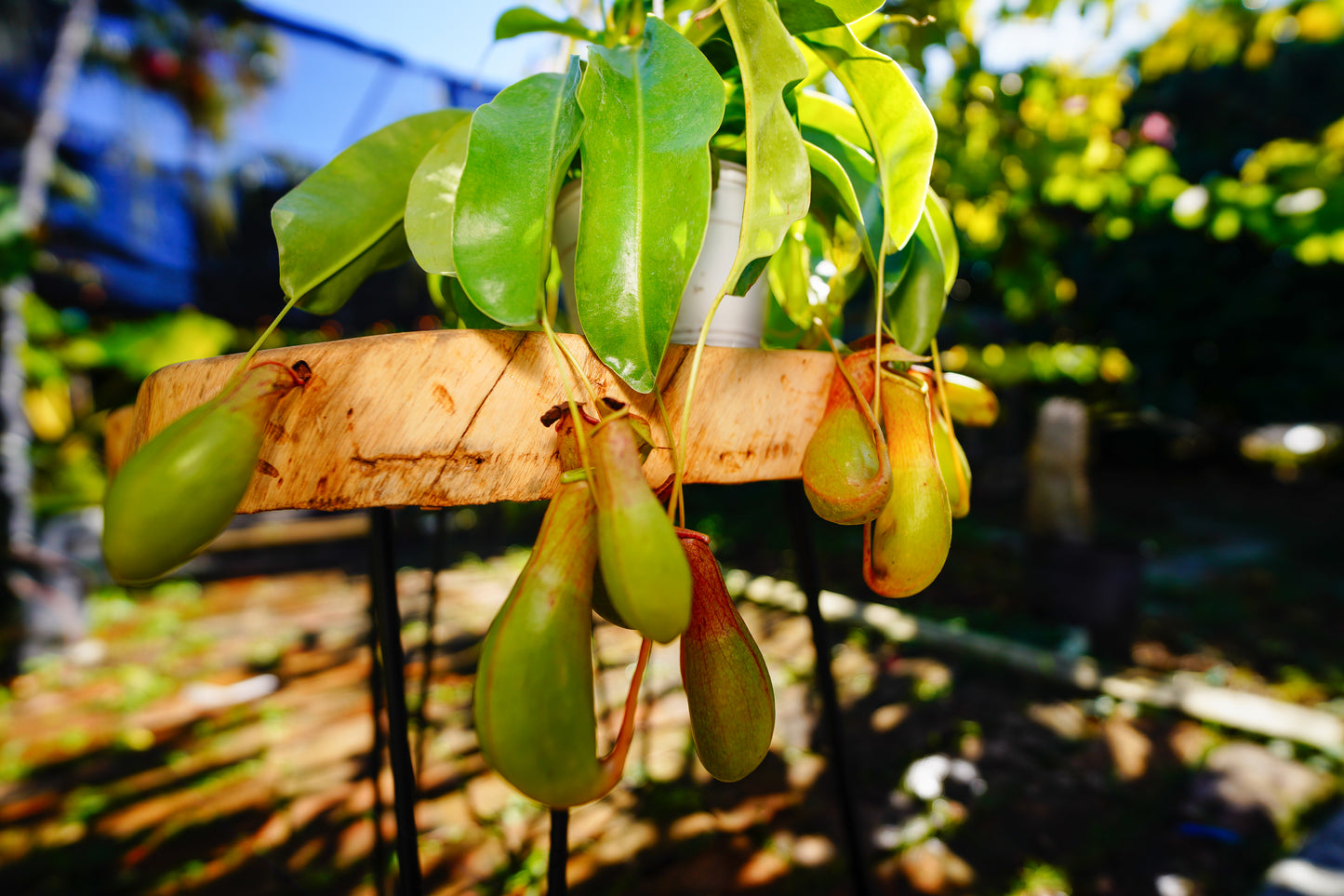 Large Pitcher Plant Nepenthes spp Hanging Basket