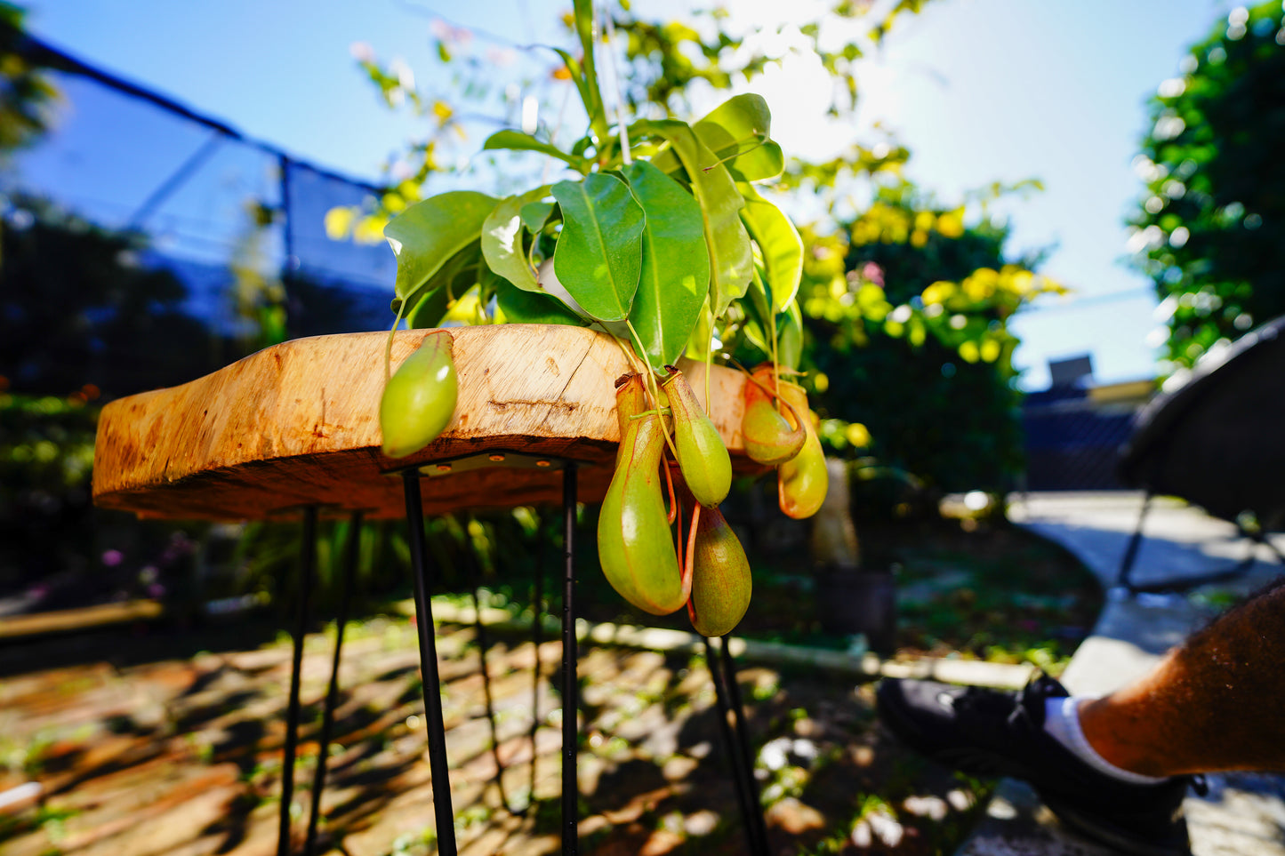 Large Pitcher Plant Nepenthes spp Hanging Basket