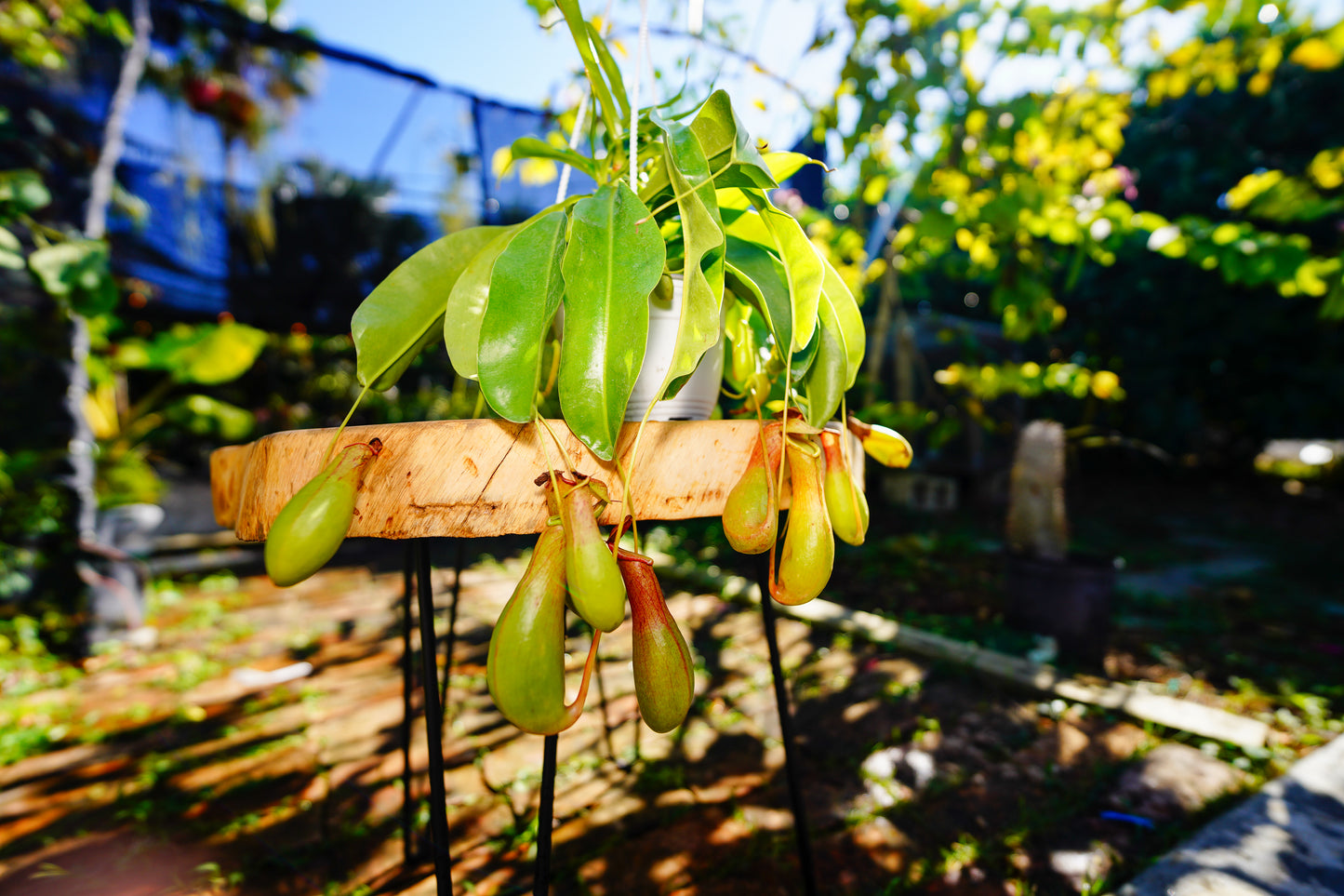 Large Pitcher Plant Nepenthes spp Hanging Basket