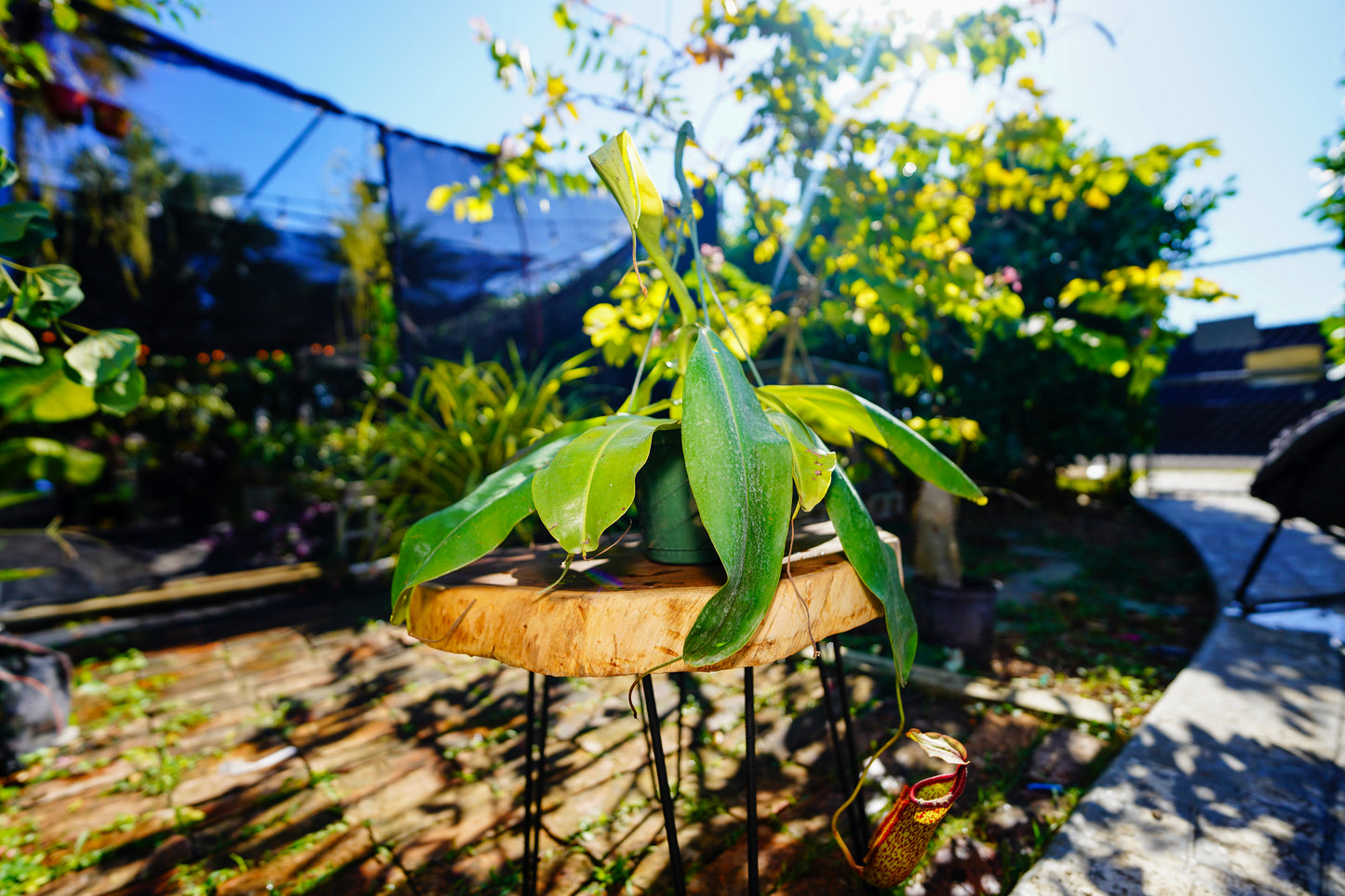 Large Pitcher Plant  Nepenthes Rafflesiana Hanging basket