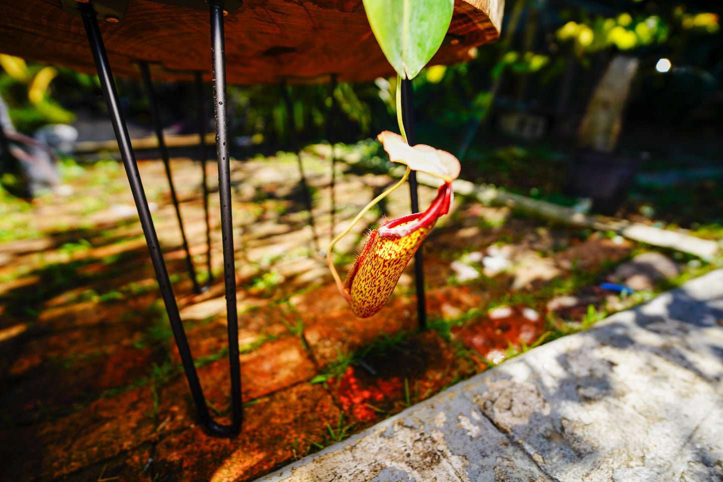 Large Pitcher Plant  Nepenthes Rafflesiana Hanging basket