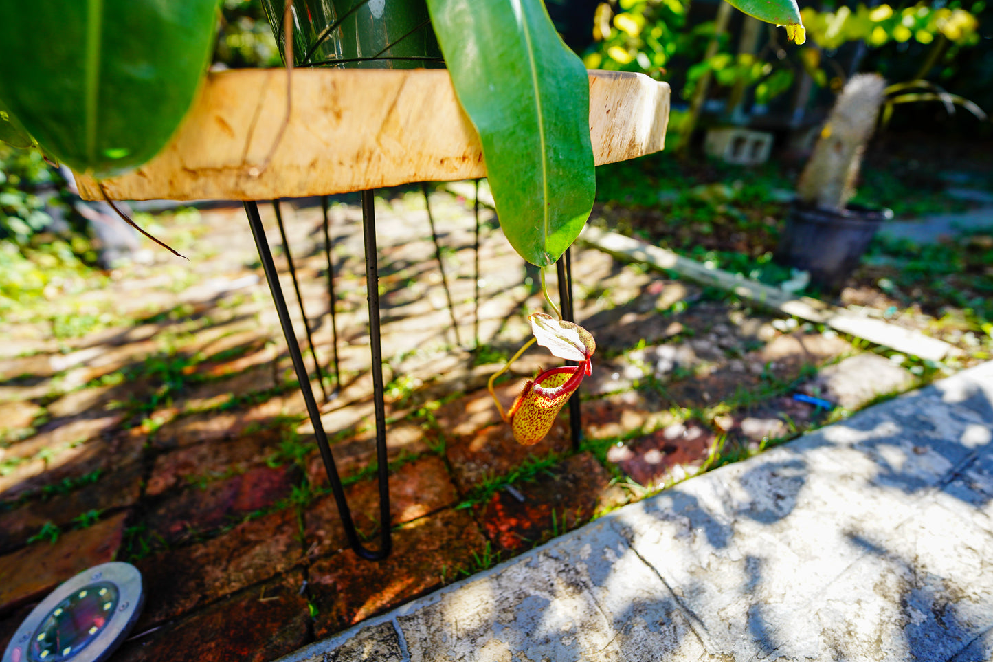 Large Pitcher Plant  Nepenthes Rafflesiana Hanging basket