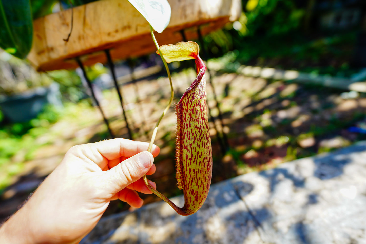 Large Pitcher Plant  Nepenthes Rafflesiana Hanging basket