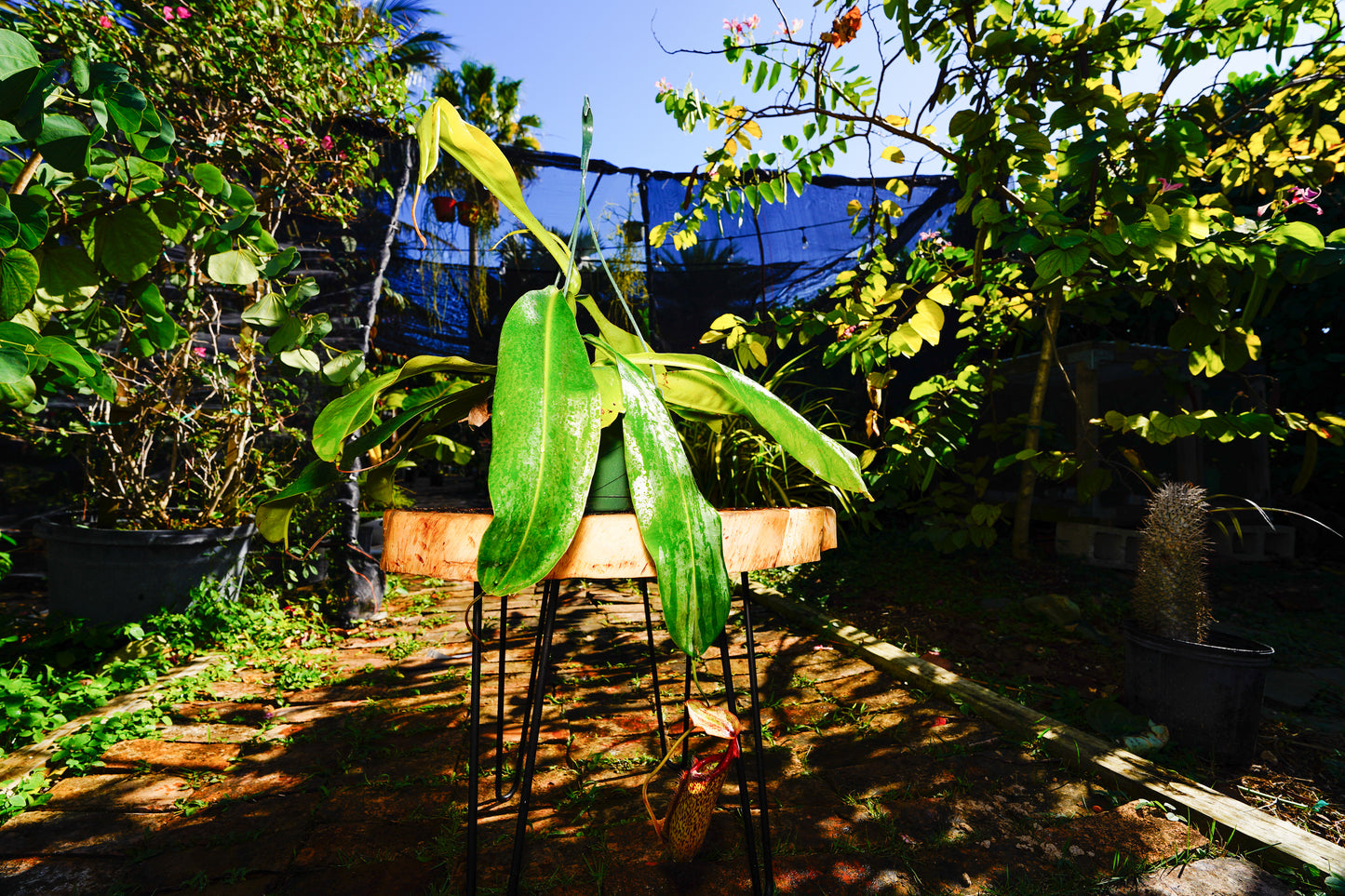 Large Pitcher Plant  Nepenthes Rafflesiana Hanging basket