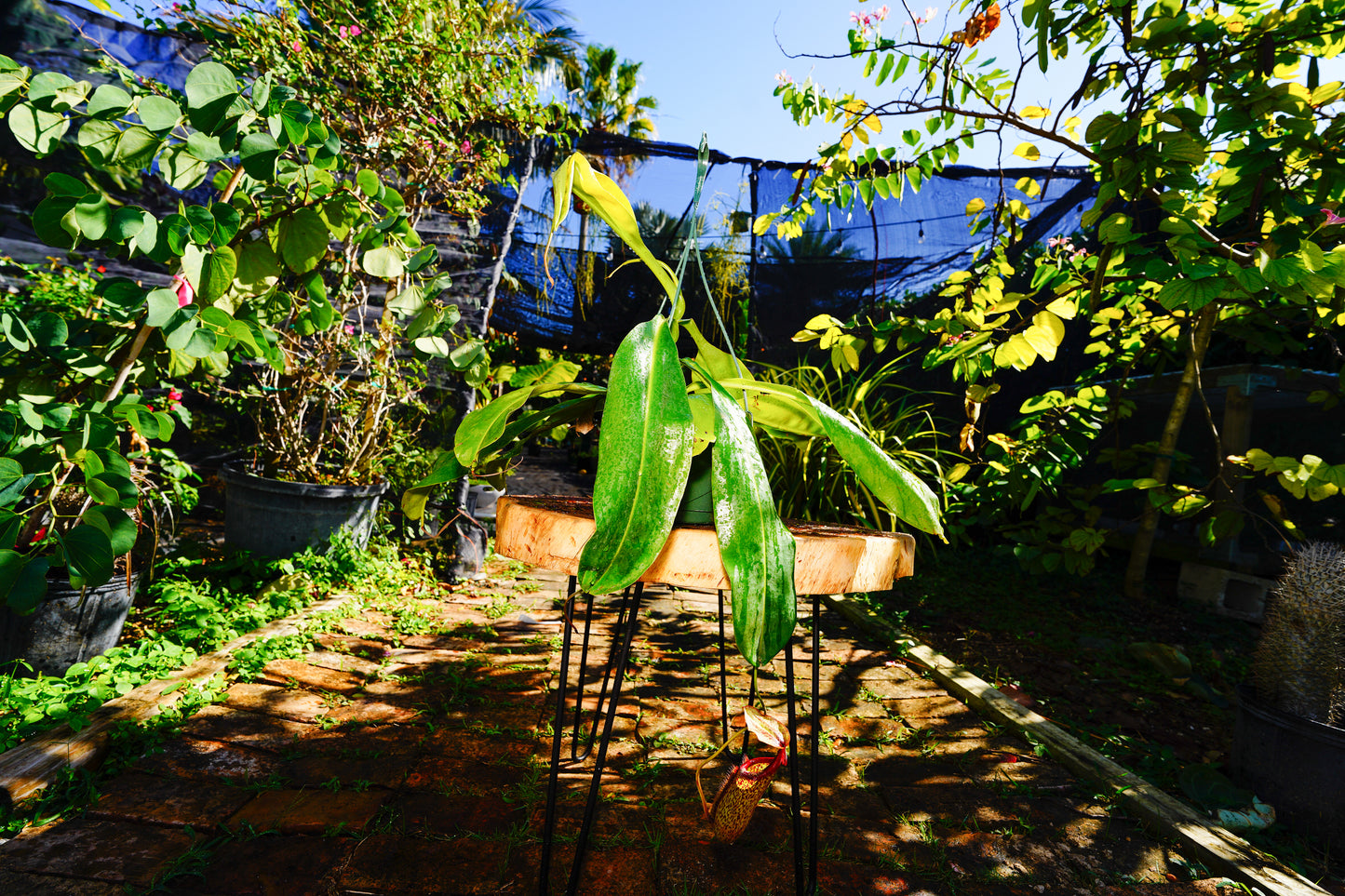 Large Pitcher Plant  Nepenthes Rafflesiana Hanging basket