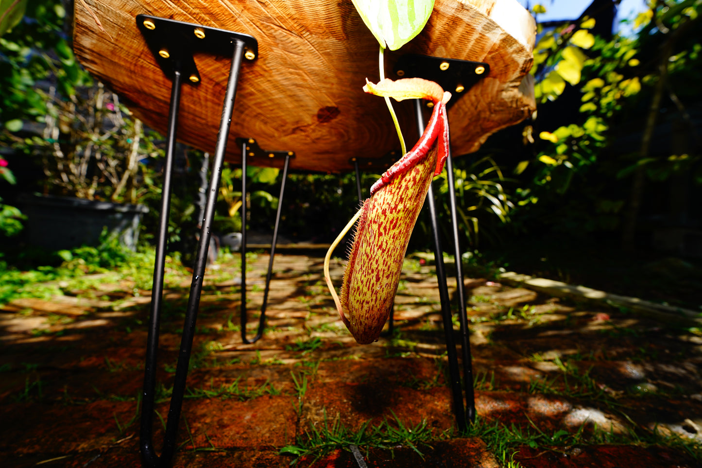 Large Pitcher Plant  Nepenthes Rafflesiana Hanging basket