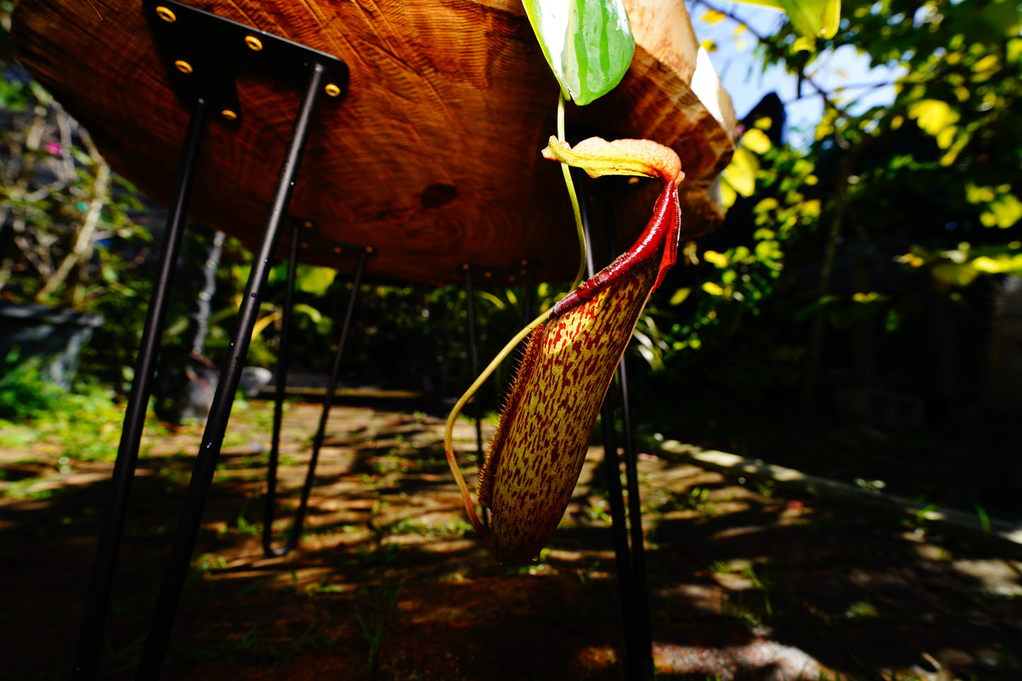 Large Pitcher Plant  Nepenthes Rafflesiana Hanging basket