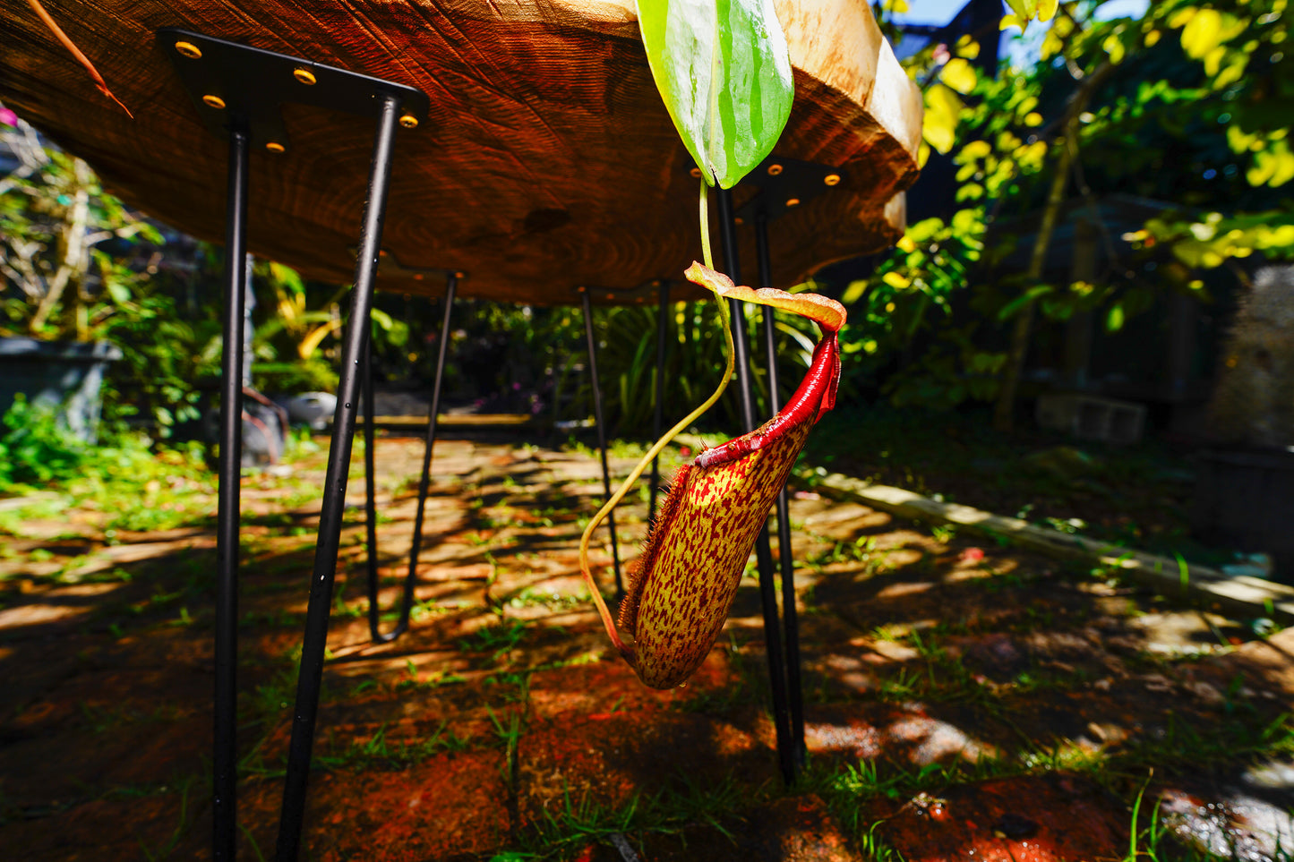 Large Pitcher Plant  Nepenthes Rafflesiana Hanging basket