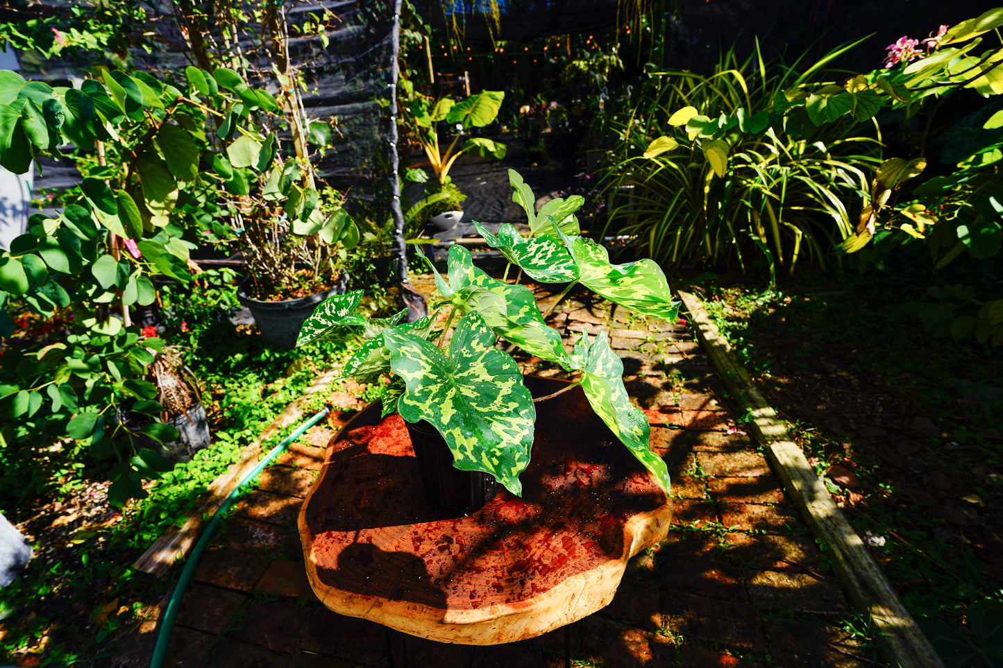 Alocasia 'Hilo Beauty' 1 Gallon