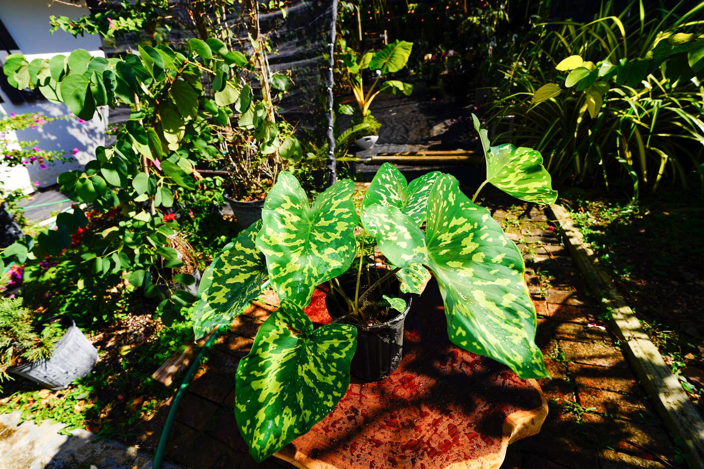 Alocasia 'Hilo Beauty' 1 Gallon