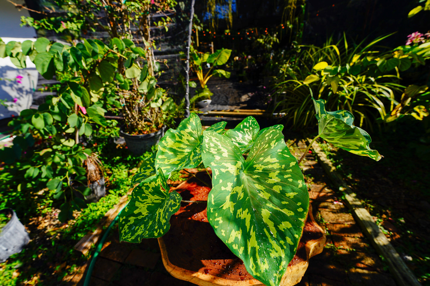 Alocasia 'Hilo Beauty' 1 Gallon