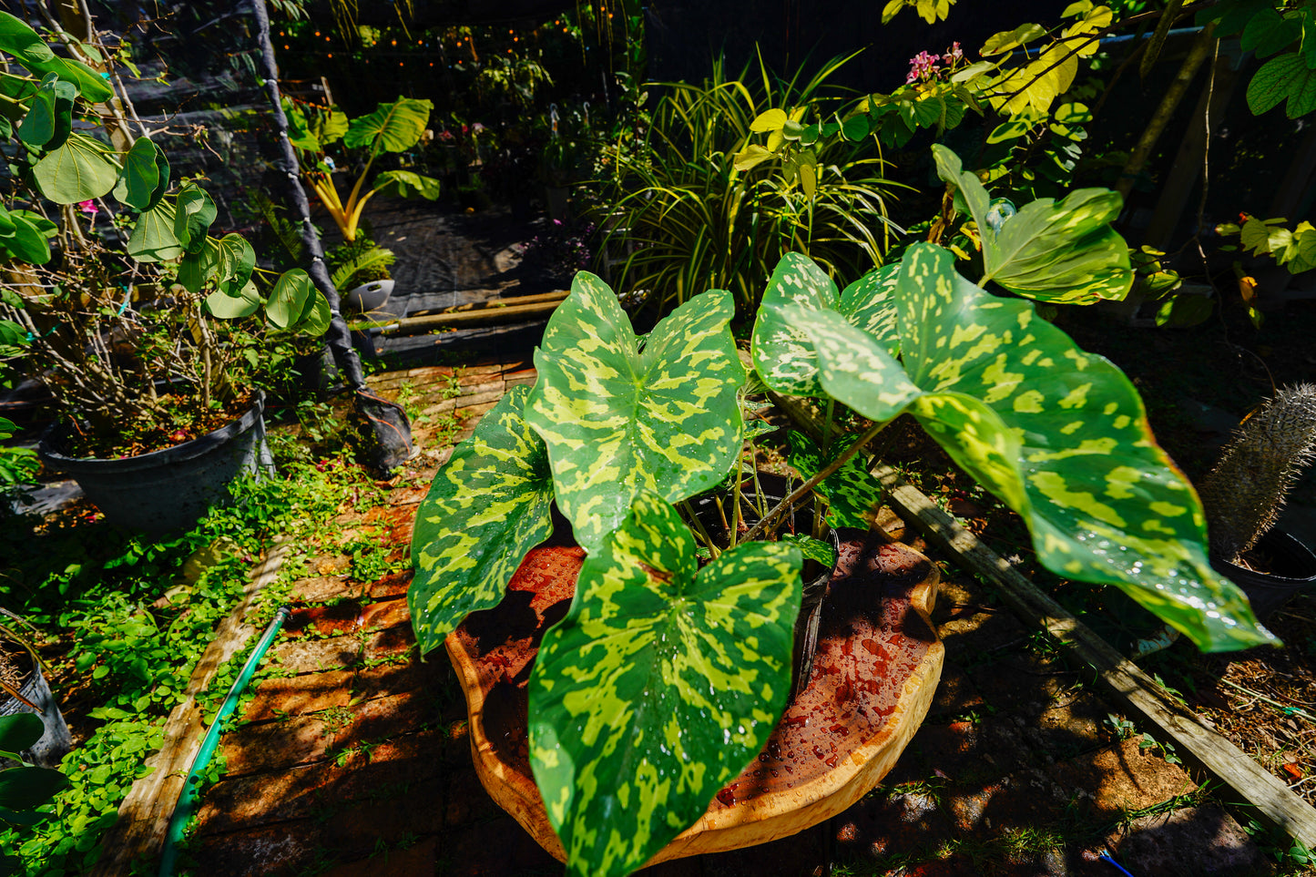 Alocasia 'Hilo Beauty' 1 Gallon