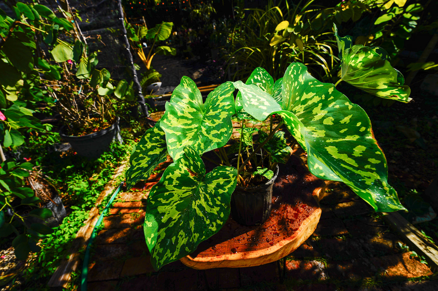 Alocasia 'Hilo Beauty' 1 Gallon