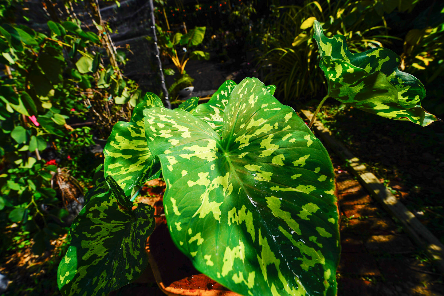 Alocasia 'Hilo Beauty' 1 Gallon