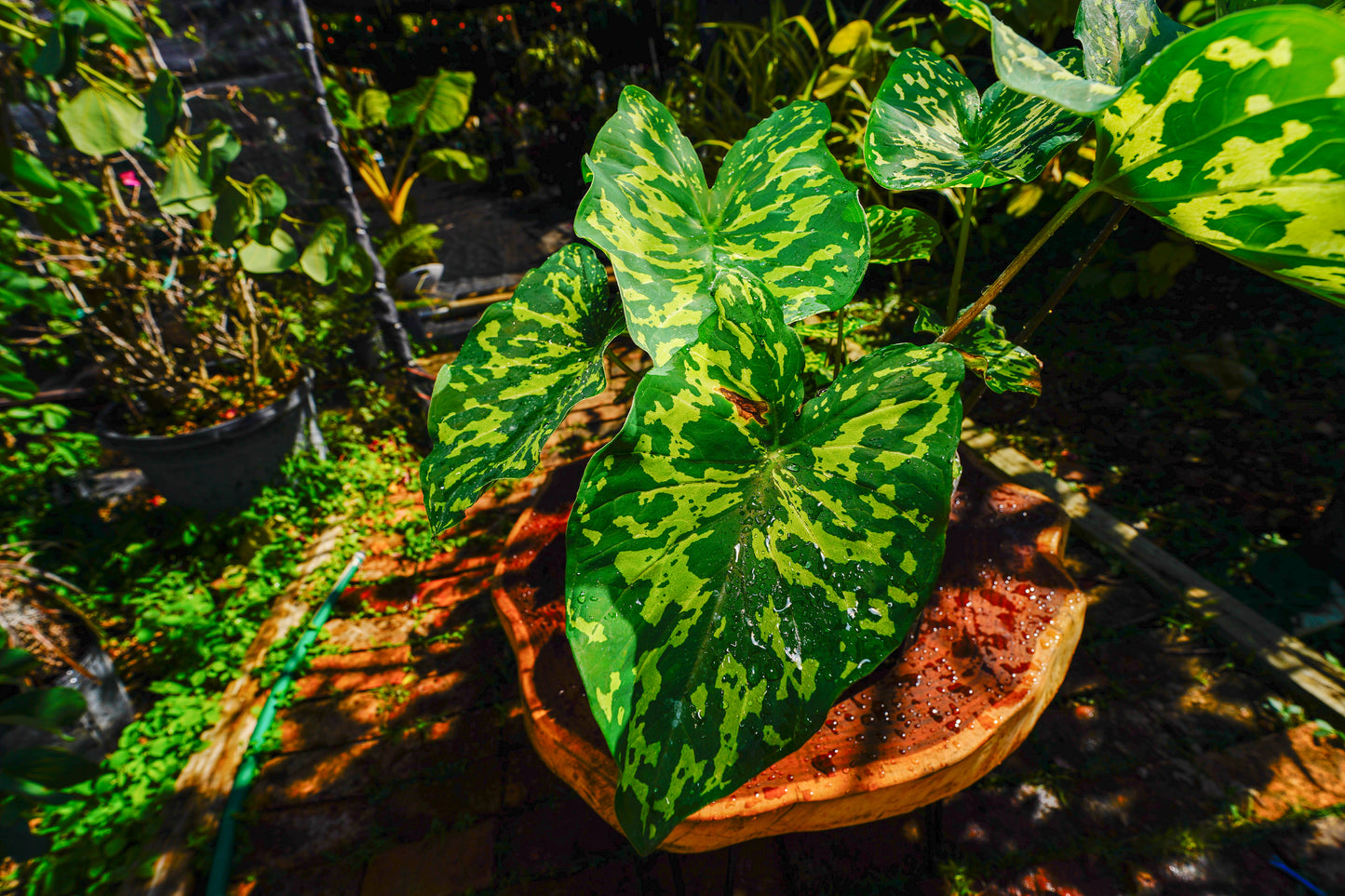 Alocasia 'Hilo Beauty' 1 Gallon