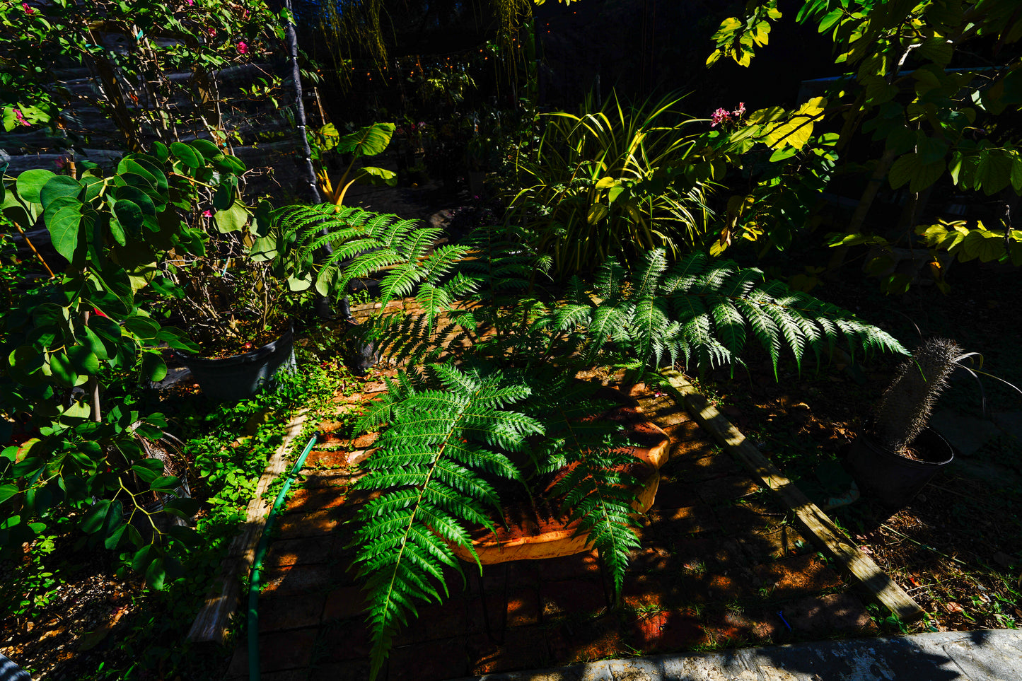 Australian Tree Fern 3 Gallon