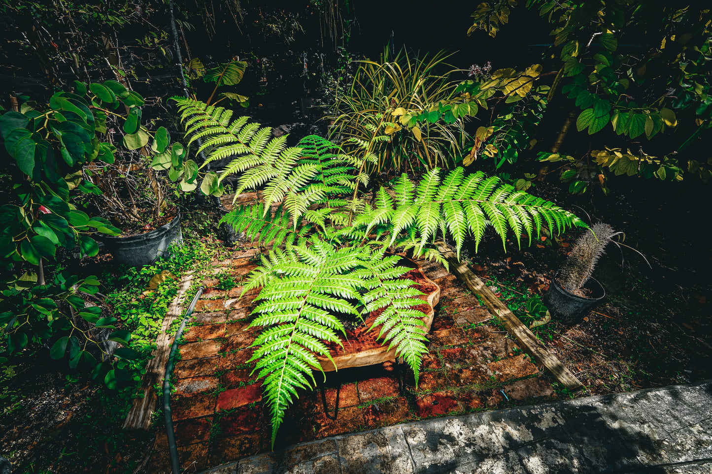 Australian Tree Fern 3 Gallon