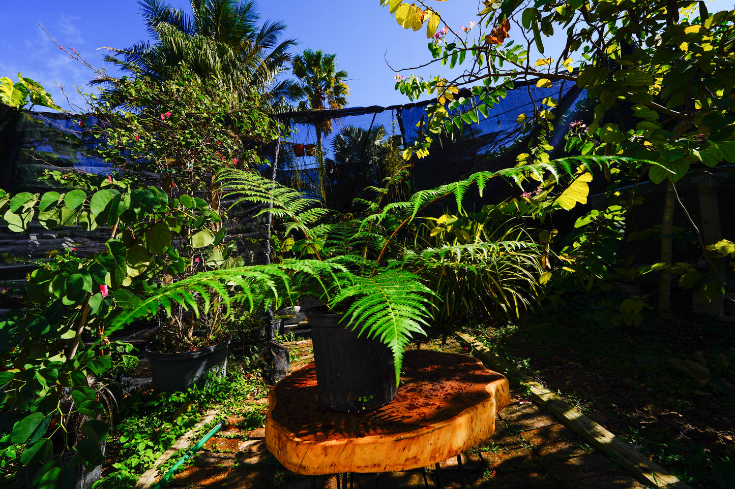 Australian Tree Fern 3 Gallon