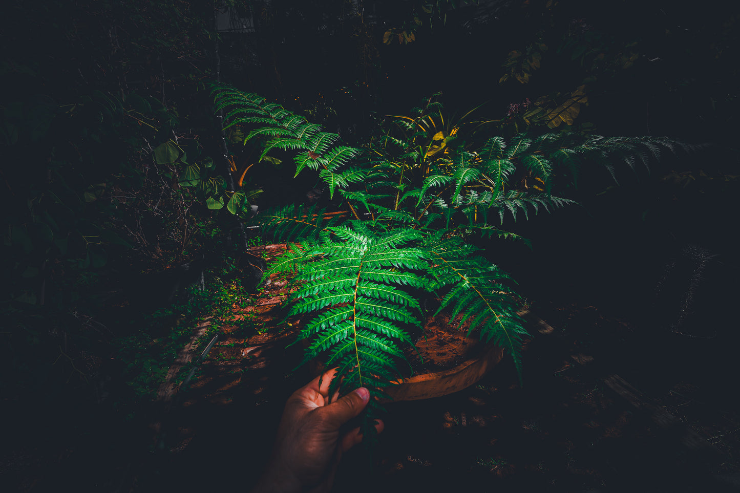 Australian Tree Fern 3 Gallon