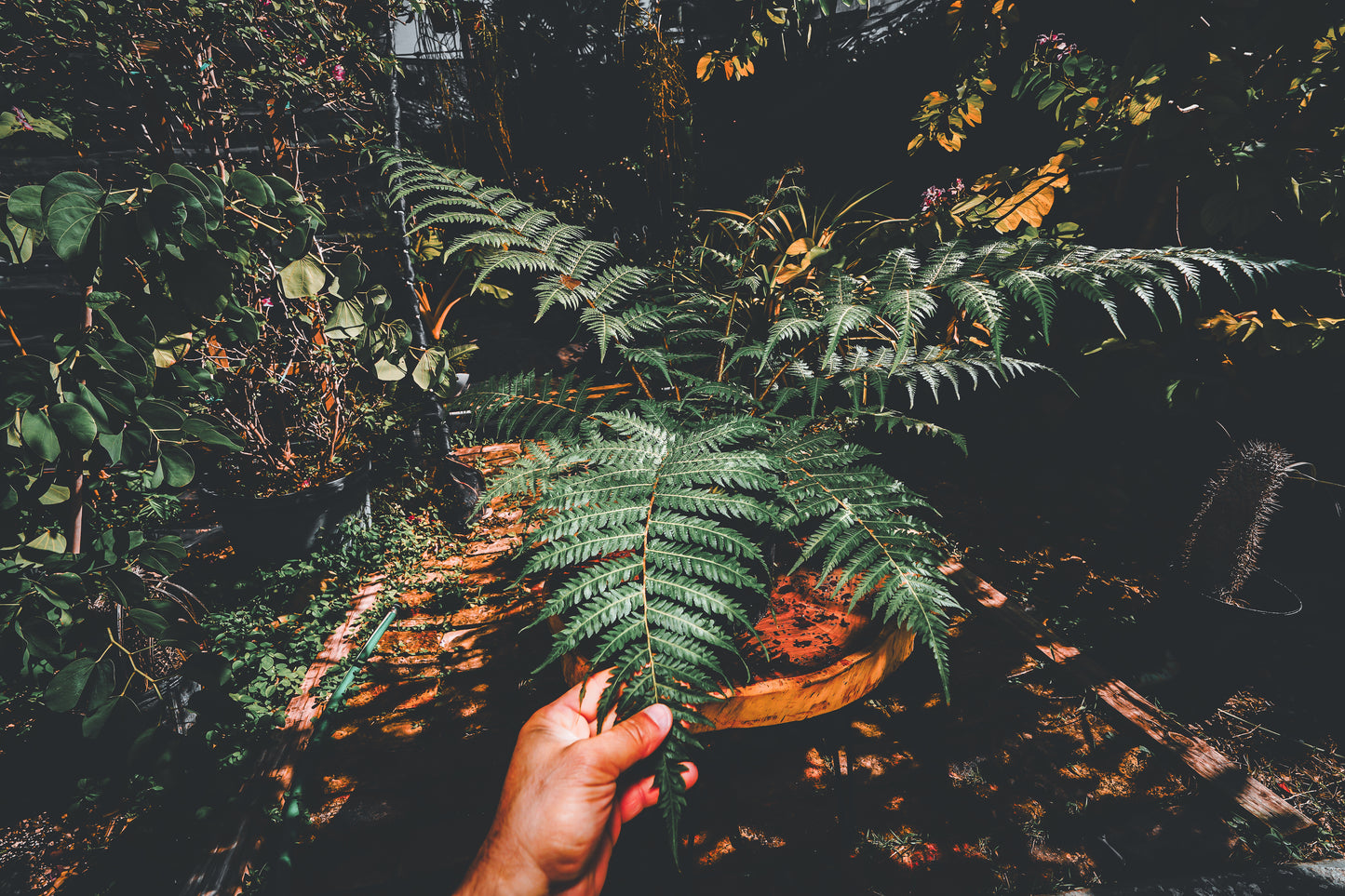 Australian Tree Fern 3 Gallon