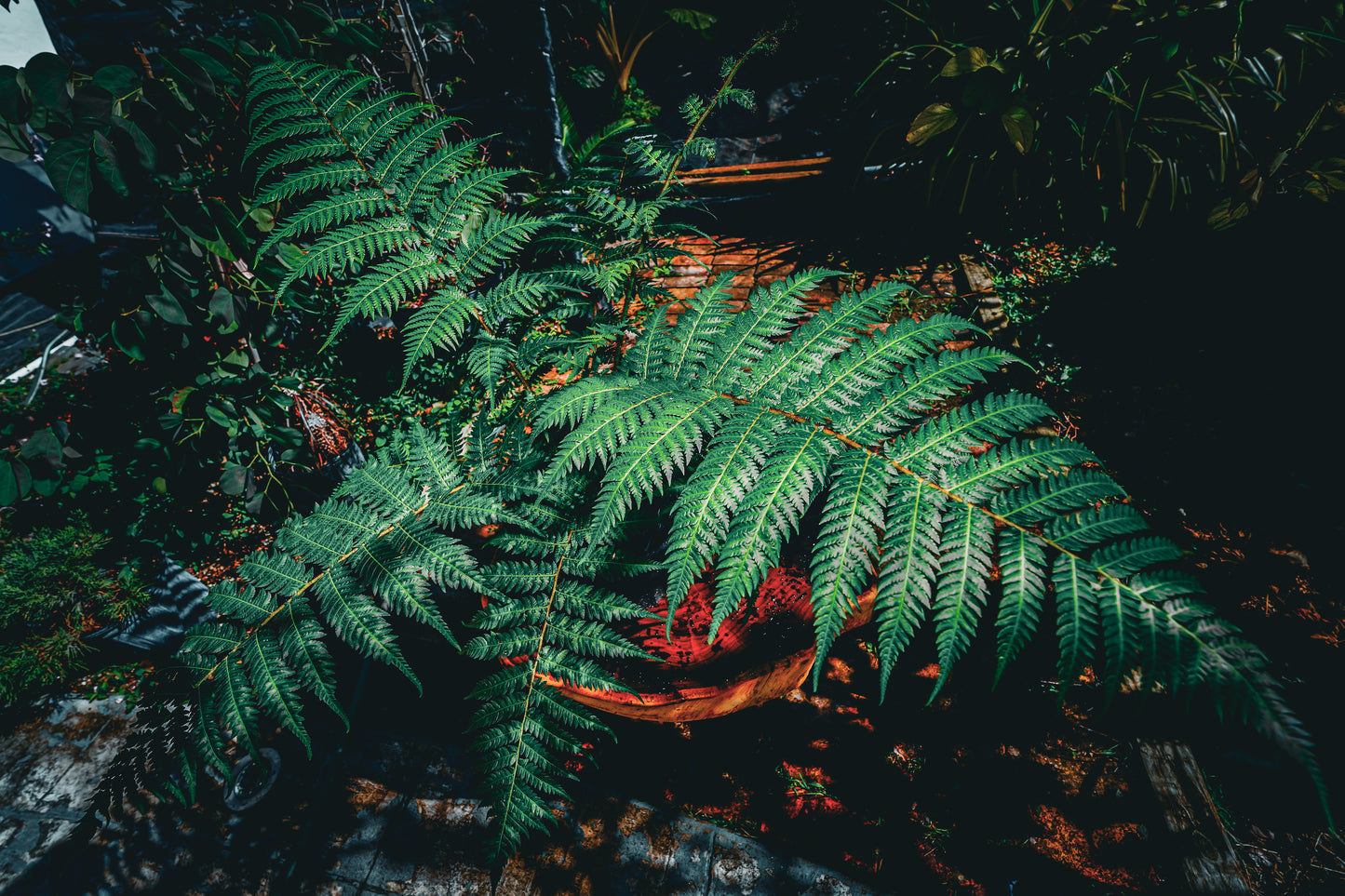 Australian Tree Fern 3 Gallon