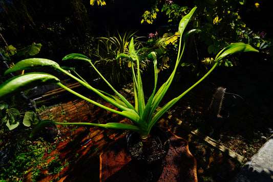 Large Alocasia Tiny Dance 3 Gal