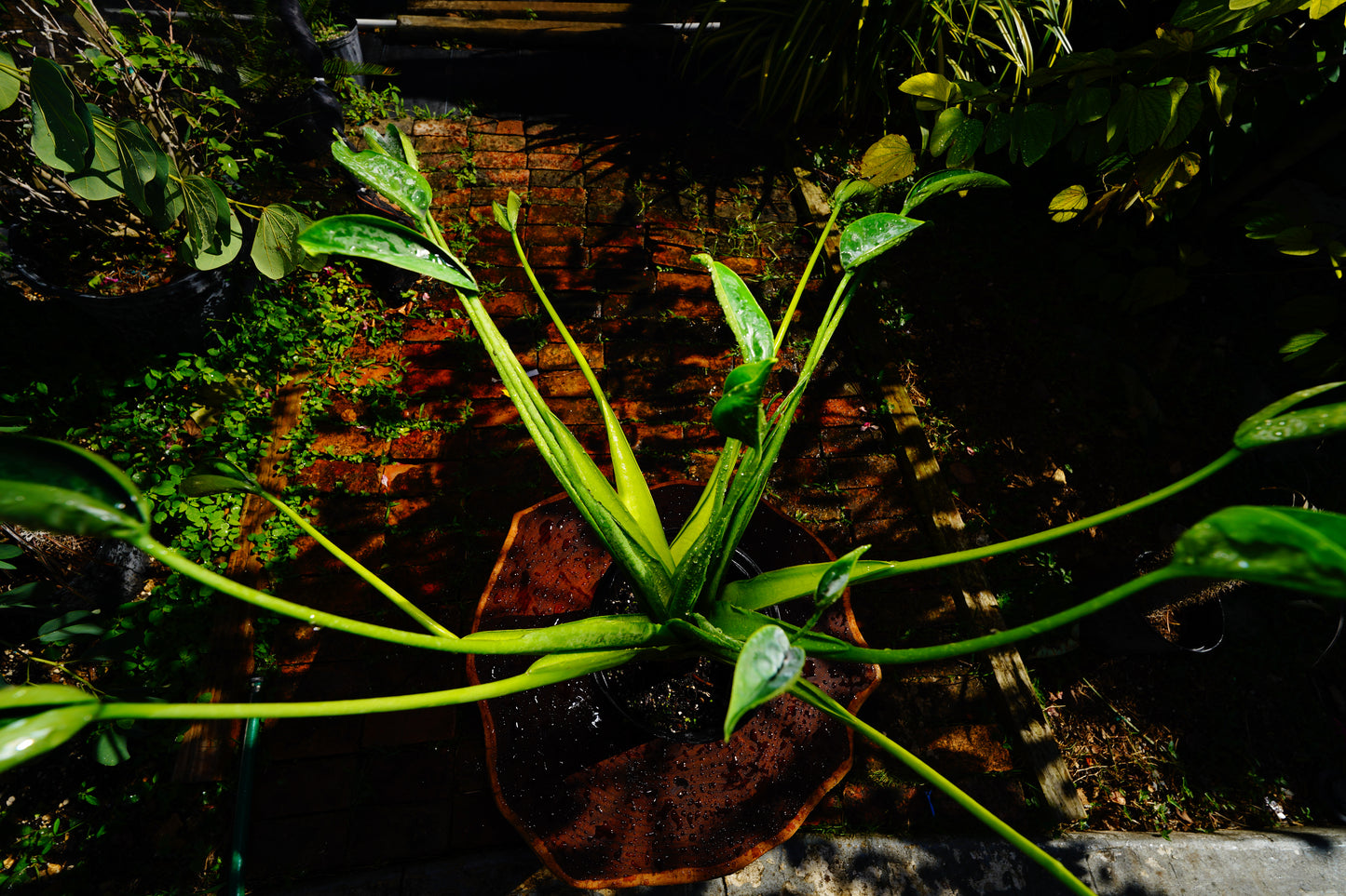 Large Alocasia Tiny Dance 3 Gal